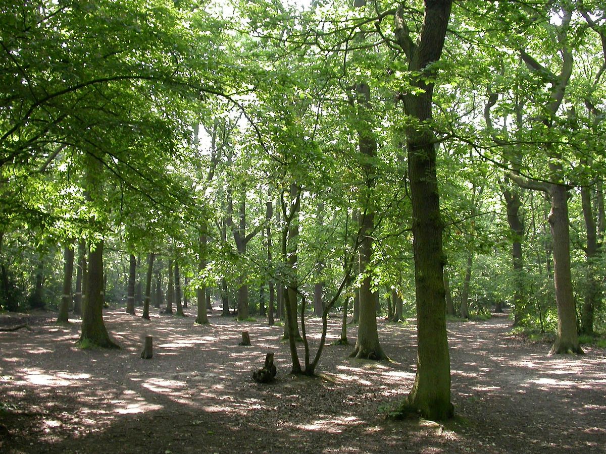 Hanningfield Phenology and Nature Journaling for Adults