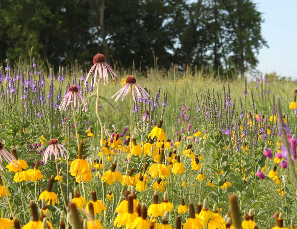 Pollinator Seeding at Lake Elmo Park Reserve