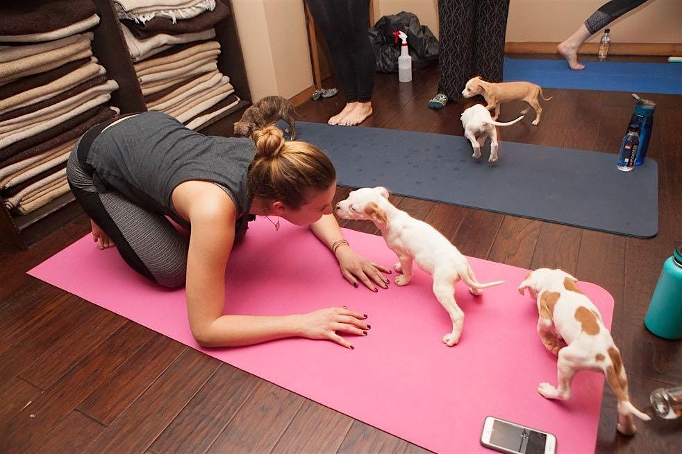 Yoga with Puppies