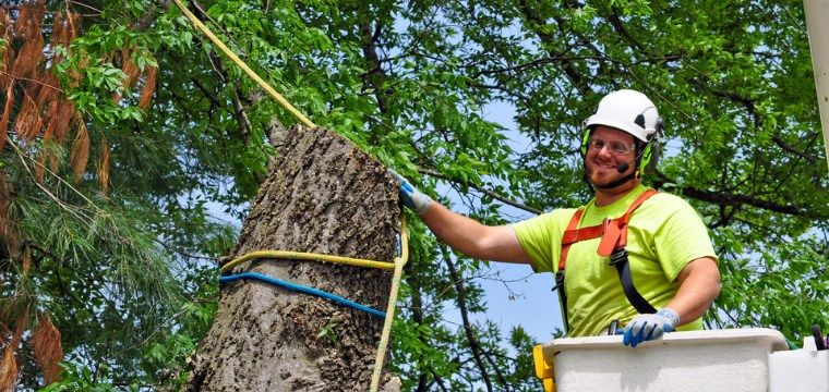 Healthy Trees and Certified Arborist Preparation Course