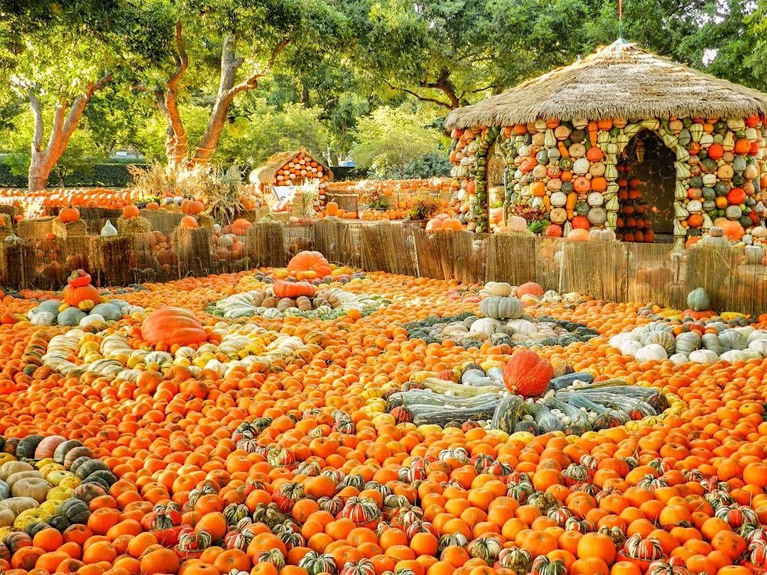 Pumpkin Stroll at the Dallas Arboretum x Plano Stroller Society