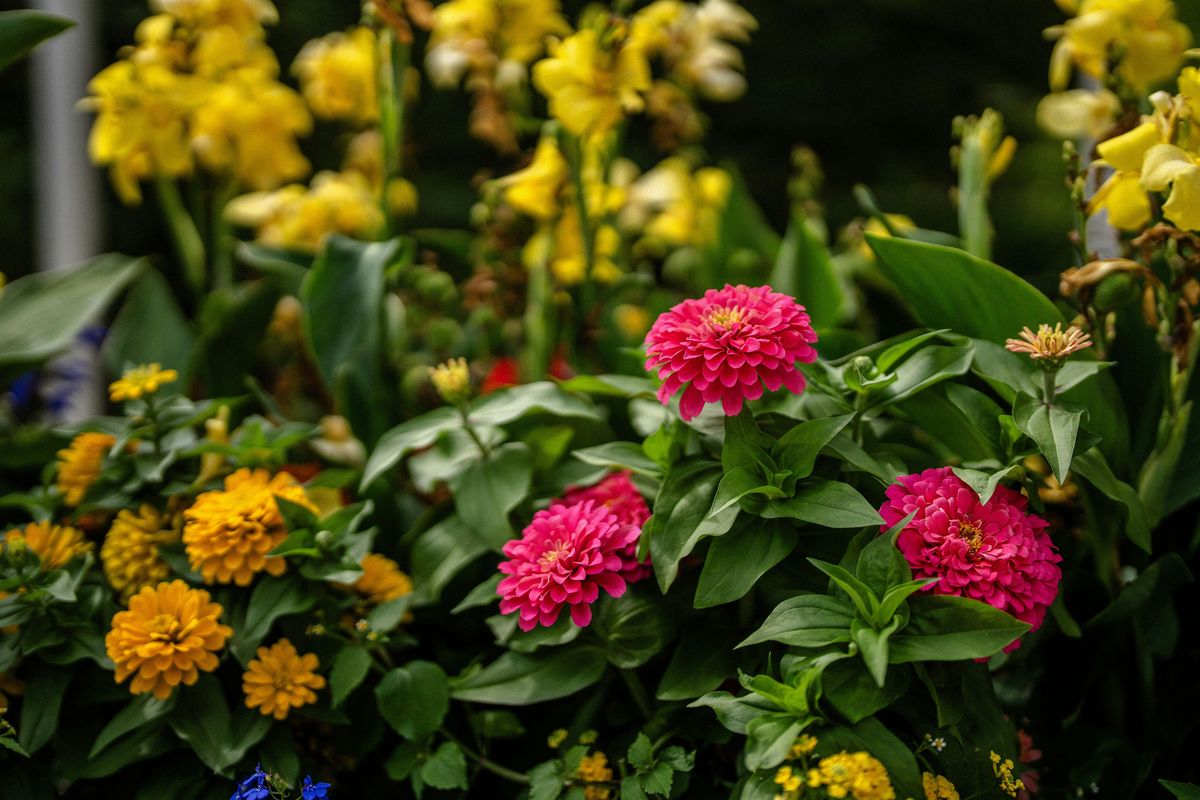 Get to Know Your Pollinators