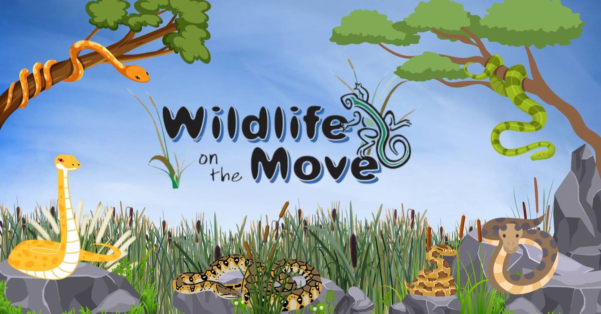 Wildlife on the Move: Boas vs. Pythons