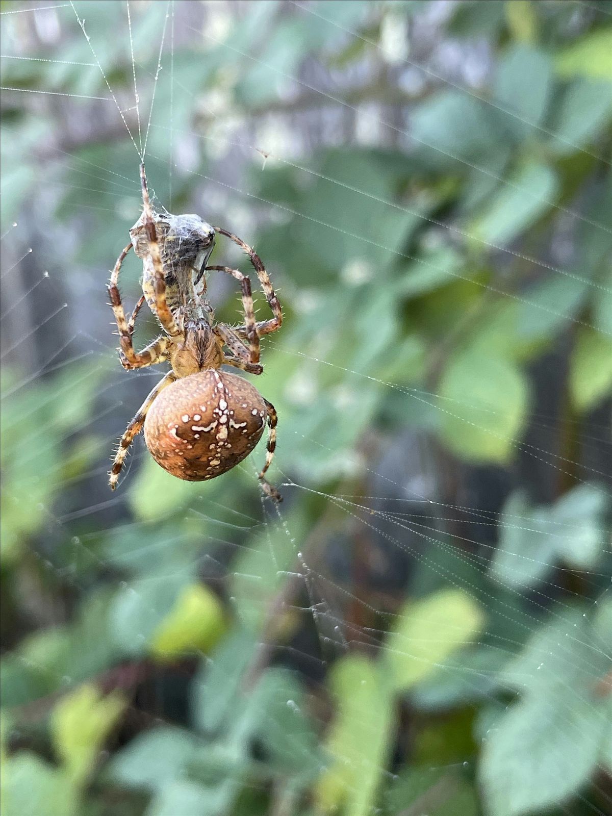 Our Wild Watershed- An Intro to Spiders: Biology, Culture and CA with Amin
