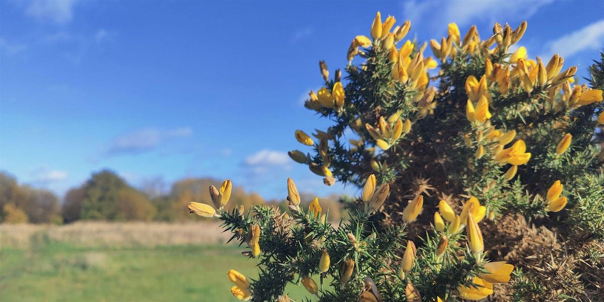 Wanstead Flats & the story of 'Saving the People's Forest' - Guided Walk