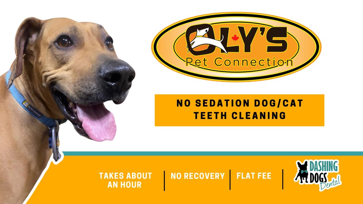 Dog & Cat Teeth Cleaning - Abbotsford