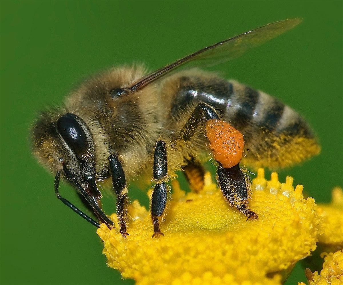 Protecting Bee Pollinators