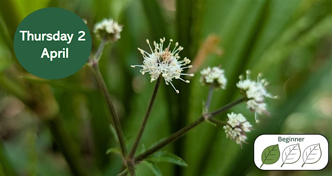 Woodland Plants for Beginners