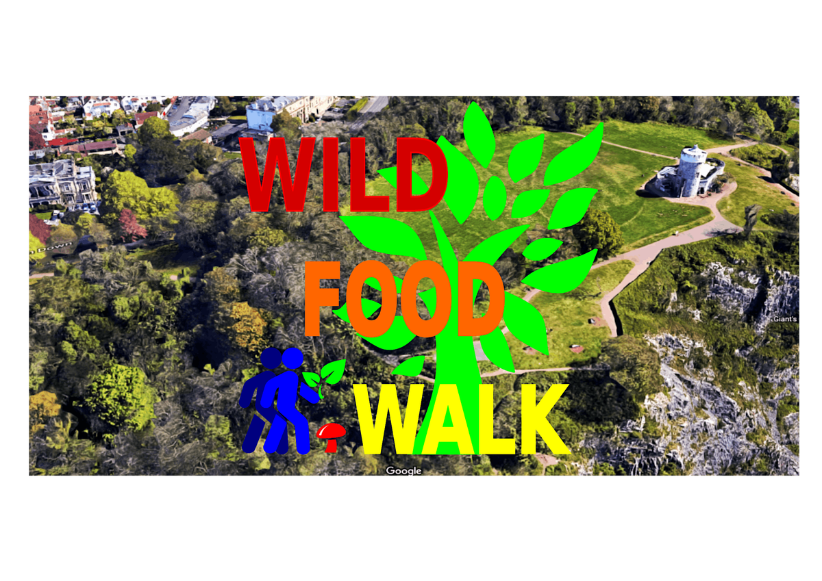 November Avon Gorge (Bristol) Wild Food Foraging\/ Forager Walk.