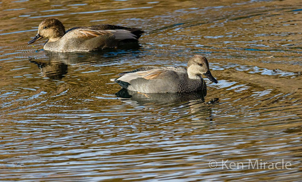 Birding Wilson Springs Ponds in Fall