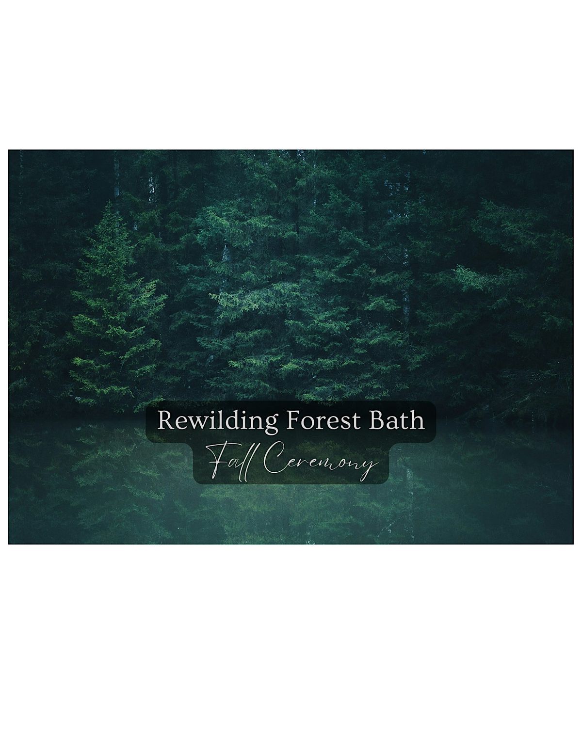 Rewilding Forest Bath