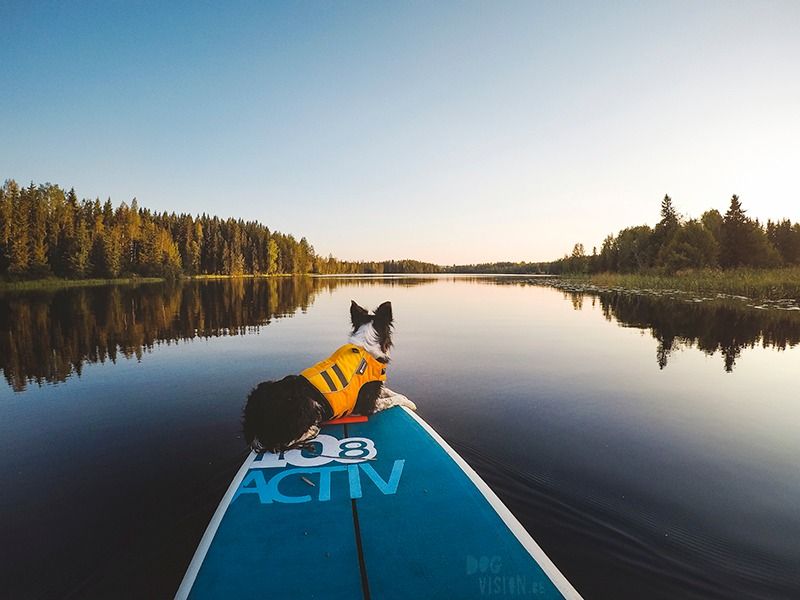 SUP Pups: Social Camping Weekend