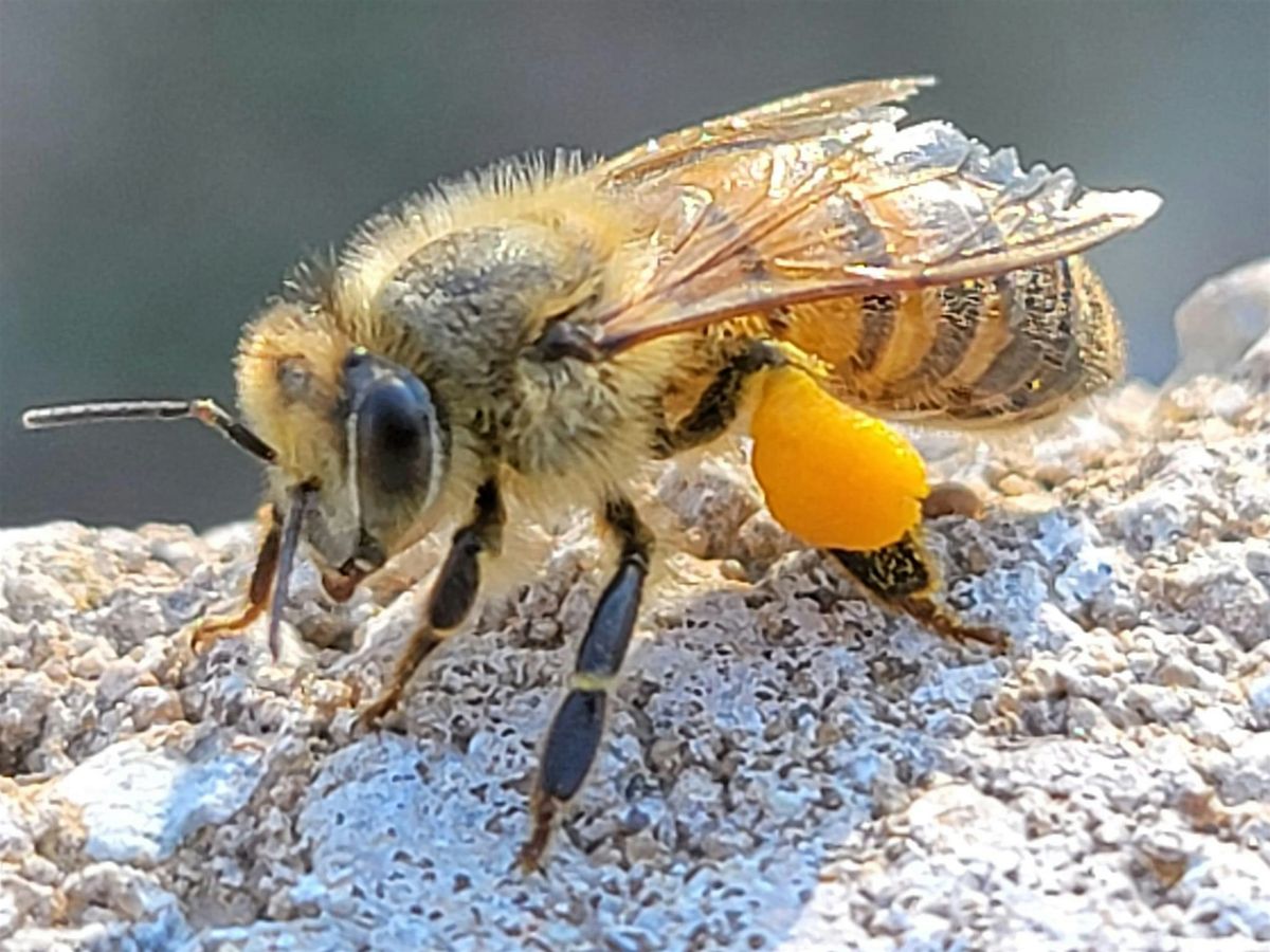 Bee Somebody  - Intro into Beekeeping