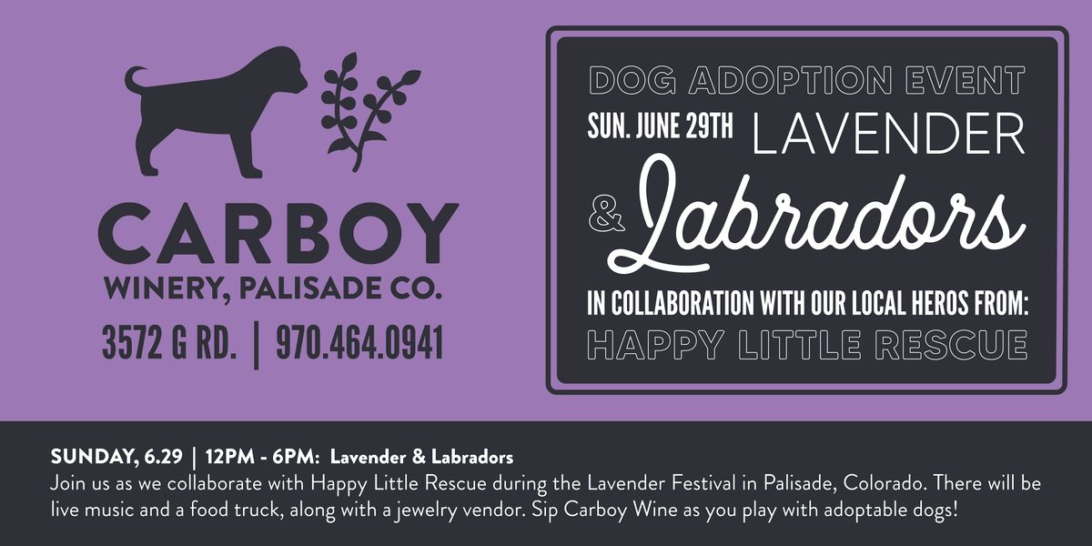 Lavender & Labradors- Lavender Festival and Dog Adoption