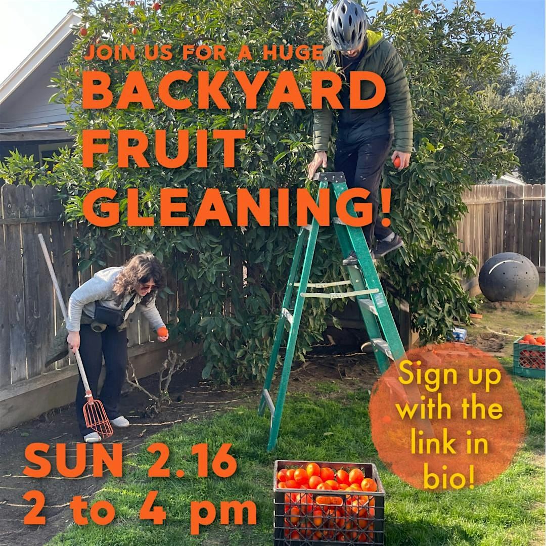 Fresno Backyard Fruit Gleaning