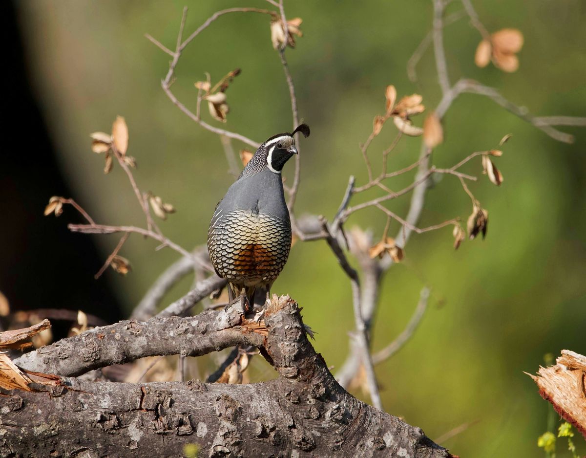 Fall Colors Sunday Morning Bird Walk @ Irvine Regional Park