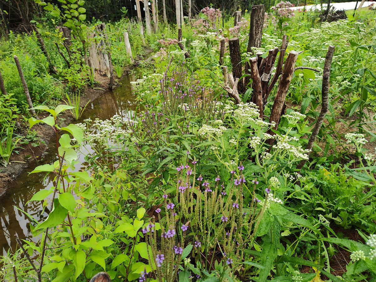Innovative Strategies to Restore Degraded Forested Riparian Buffers