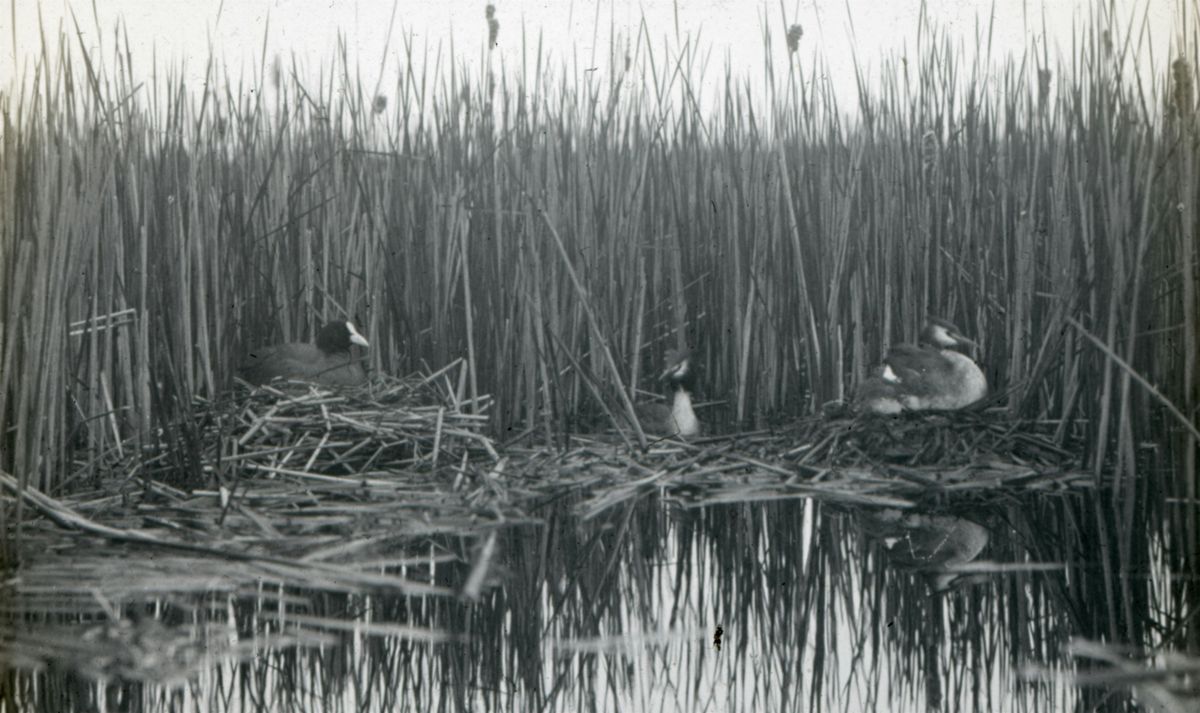 James Parry - The life of bird photographer Emma Turner