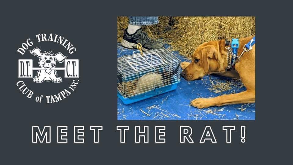 Meet the Rat