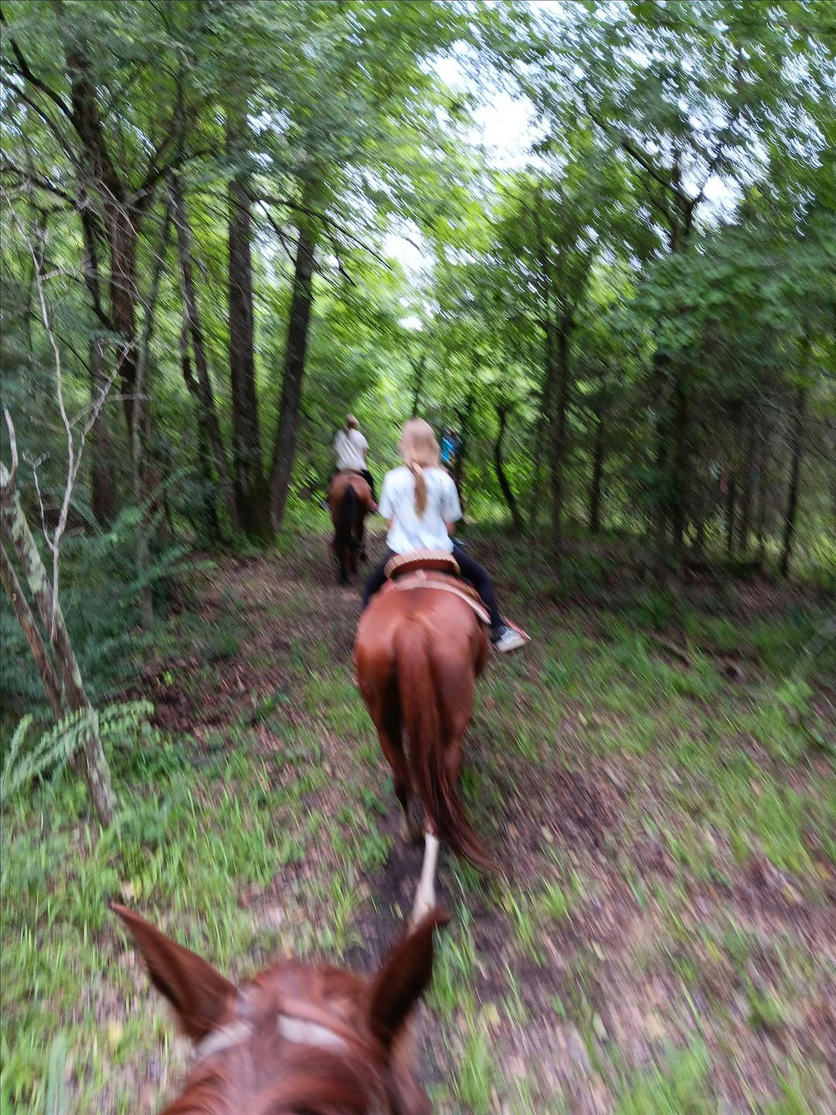 2 Hour Horse Experience - Brush, Saddle and Trail Ride