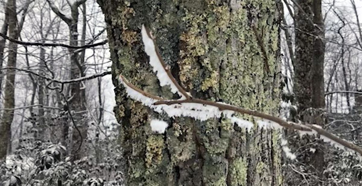 Tree Walk: Cool Trees in Winter