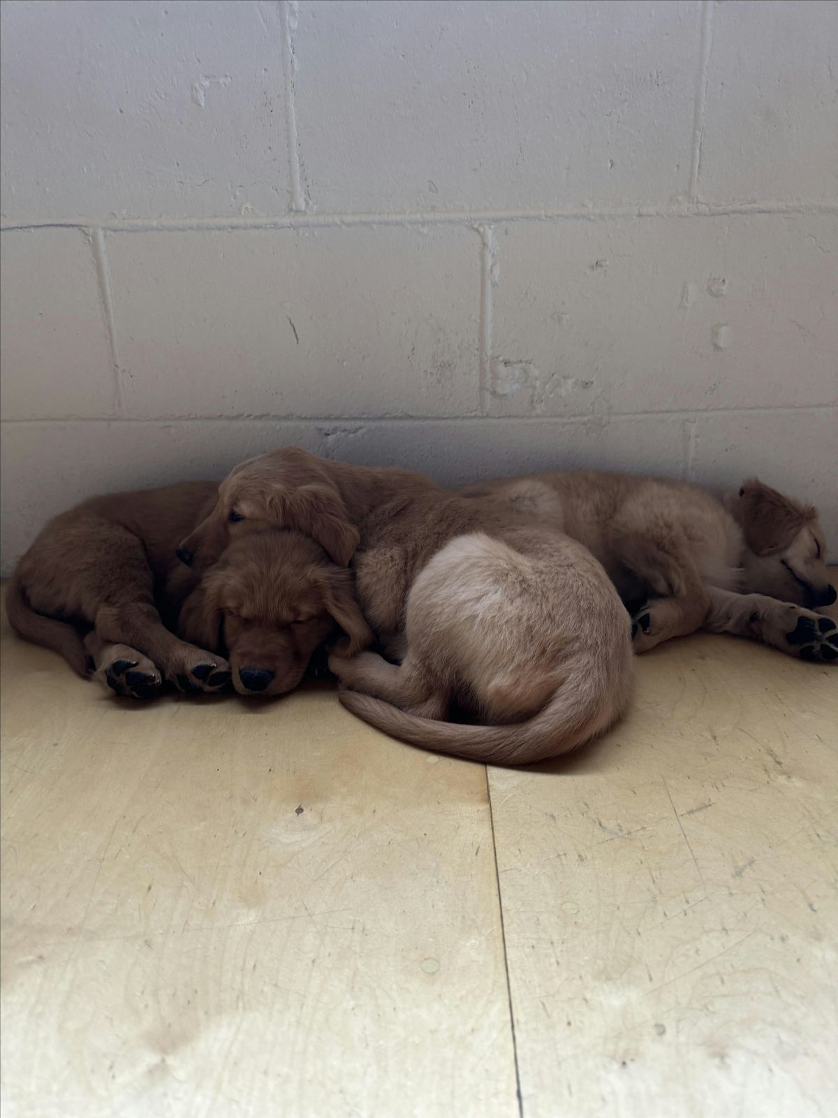 PUPPY YOGA