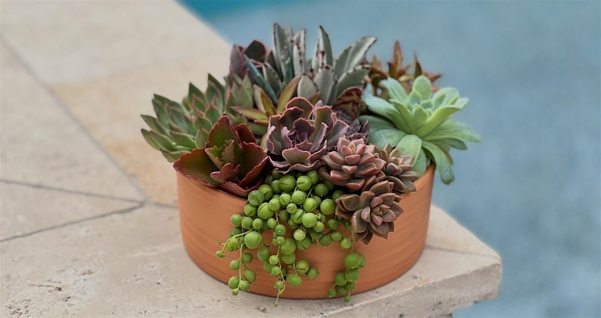 Design Your Own Succulent Arrangement with Bomb Blooms