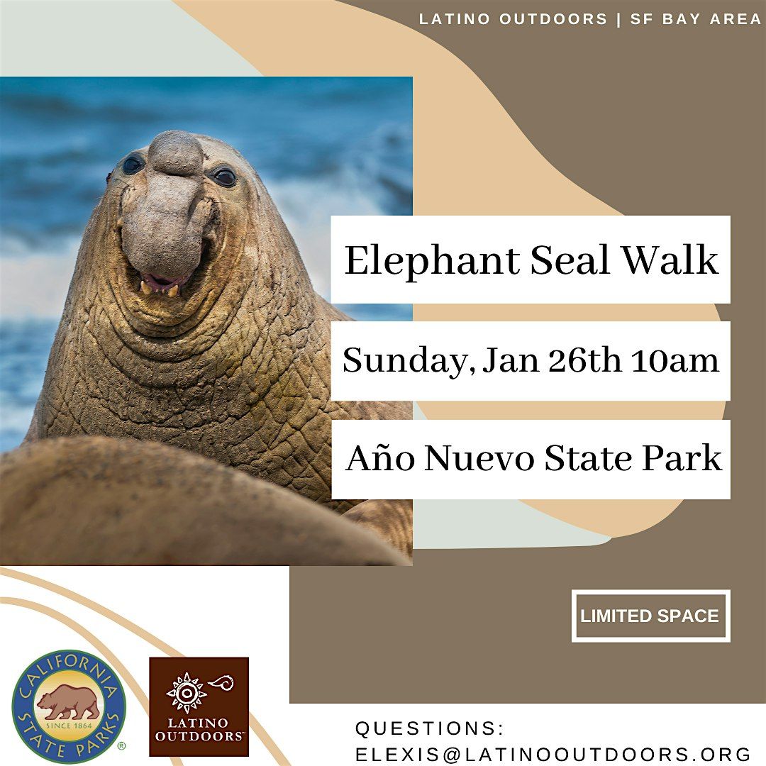 LO SF Bay Area | Elephant Seal Walk