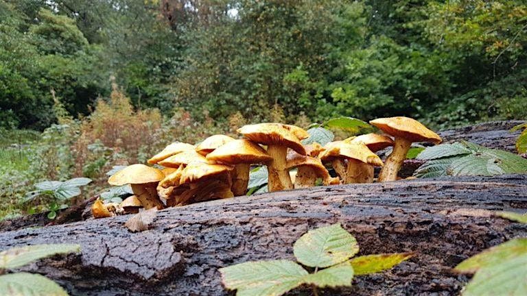 The Fungi Walk