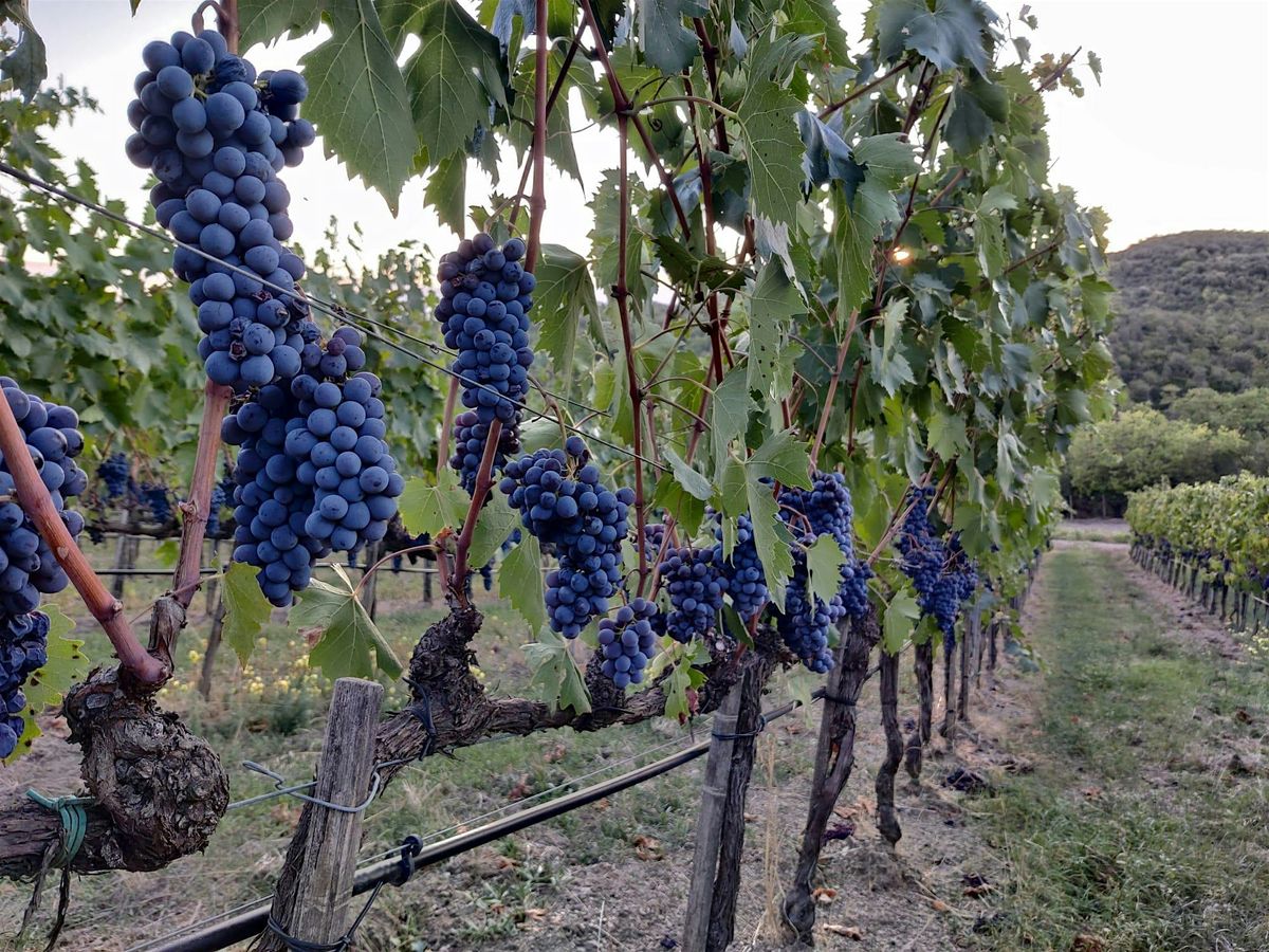 An Evening of Women in Wine