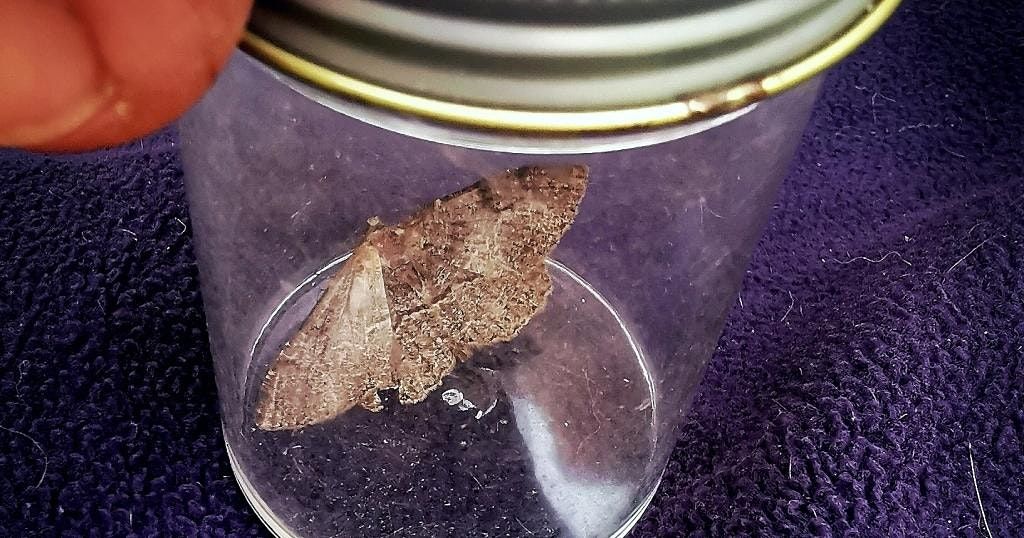 "Meet the moths" event at Ninewells Community Garden