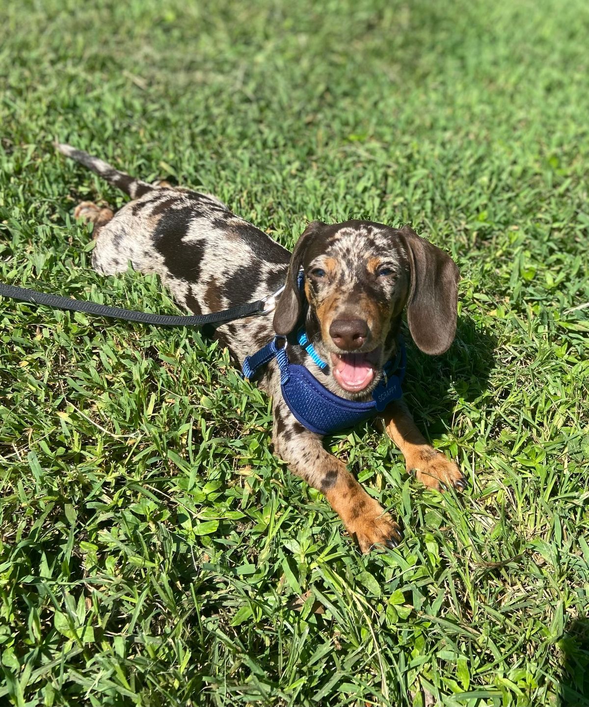 Breed Meetup: Dachshunds