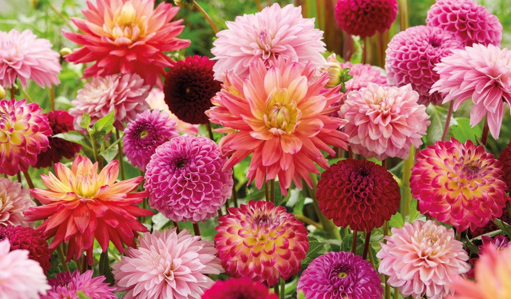 Friendship Dahlias-Care with Louise McClellan