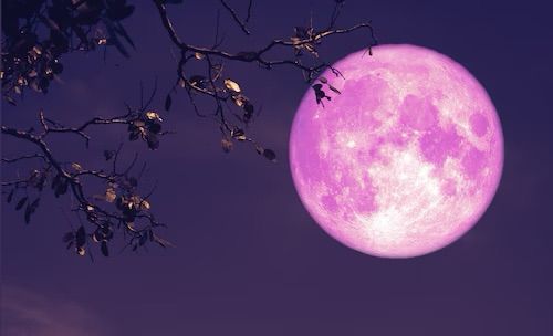 Pink Moon Latino Moonlight Serenades 