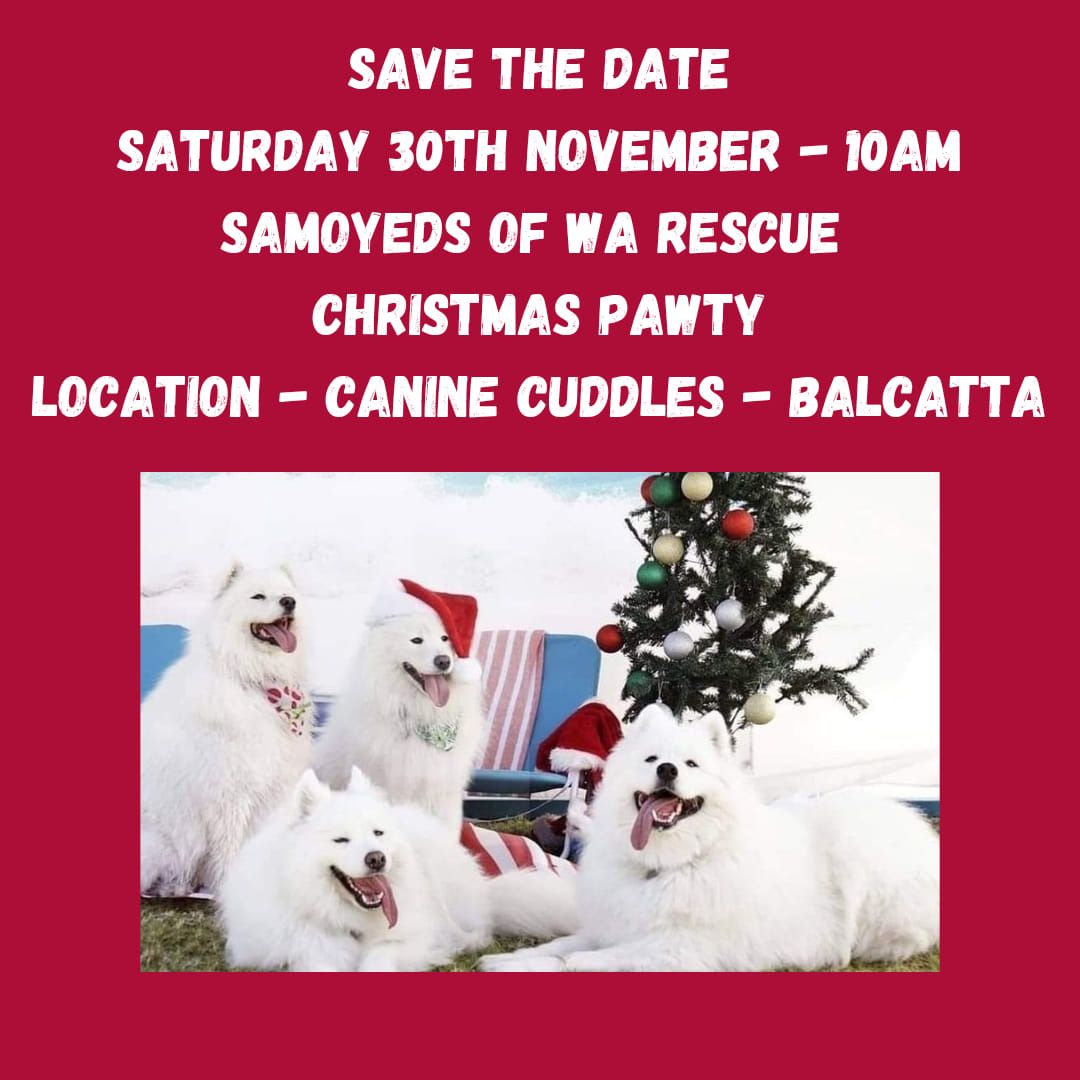 Samoyeds of WA Rescue Christmas Pawty