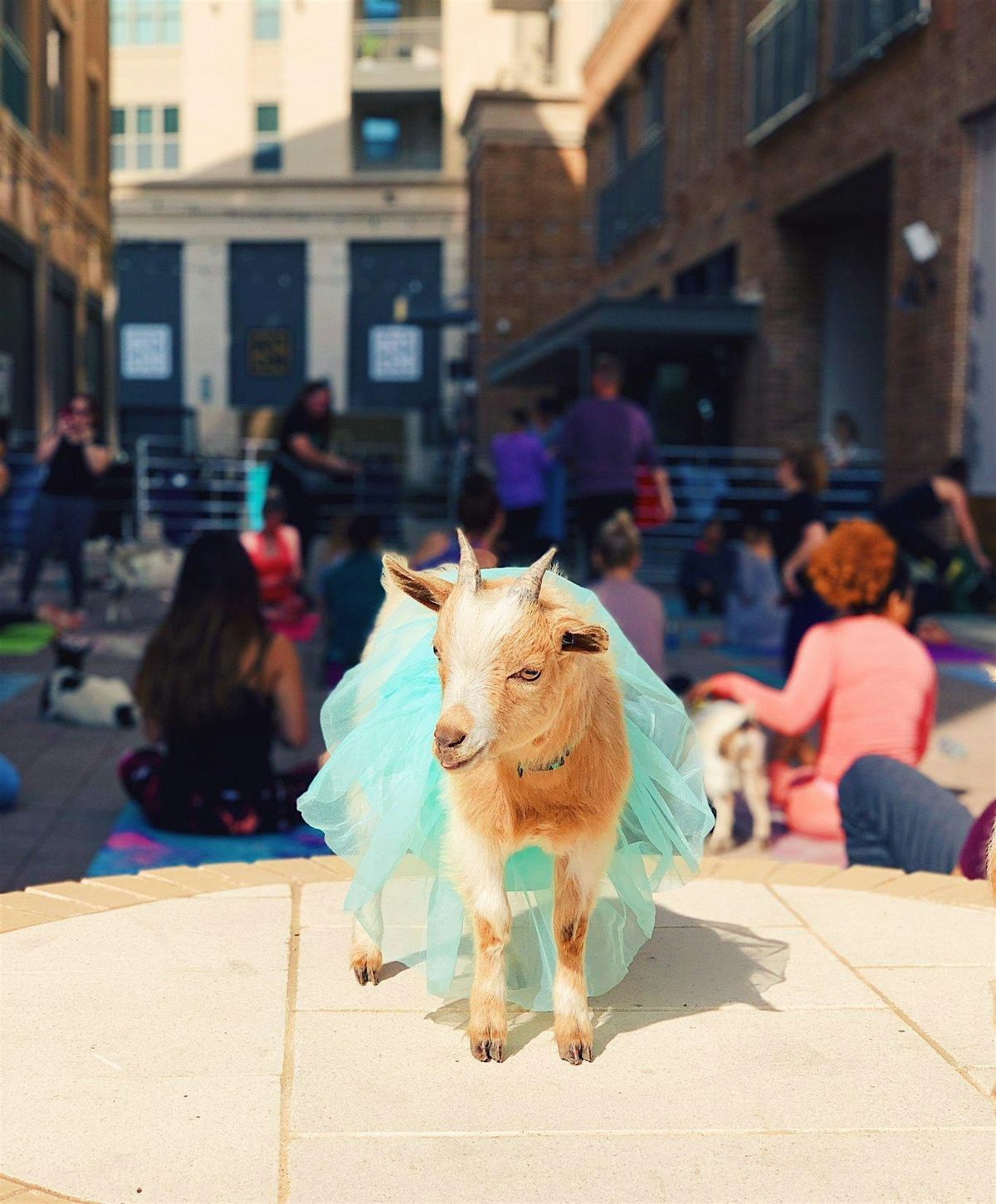 Halloween Costume Goat Yoga McKinney @ Tupps!