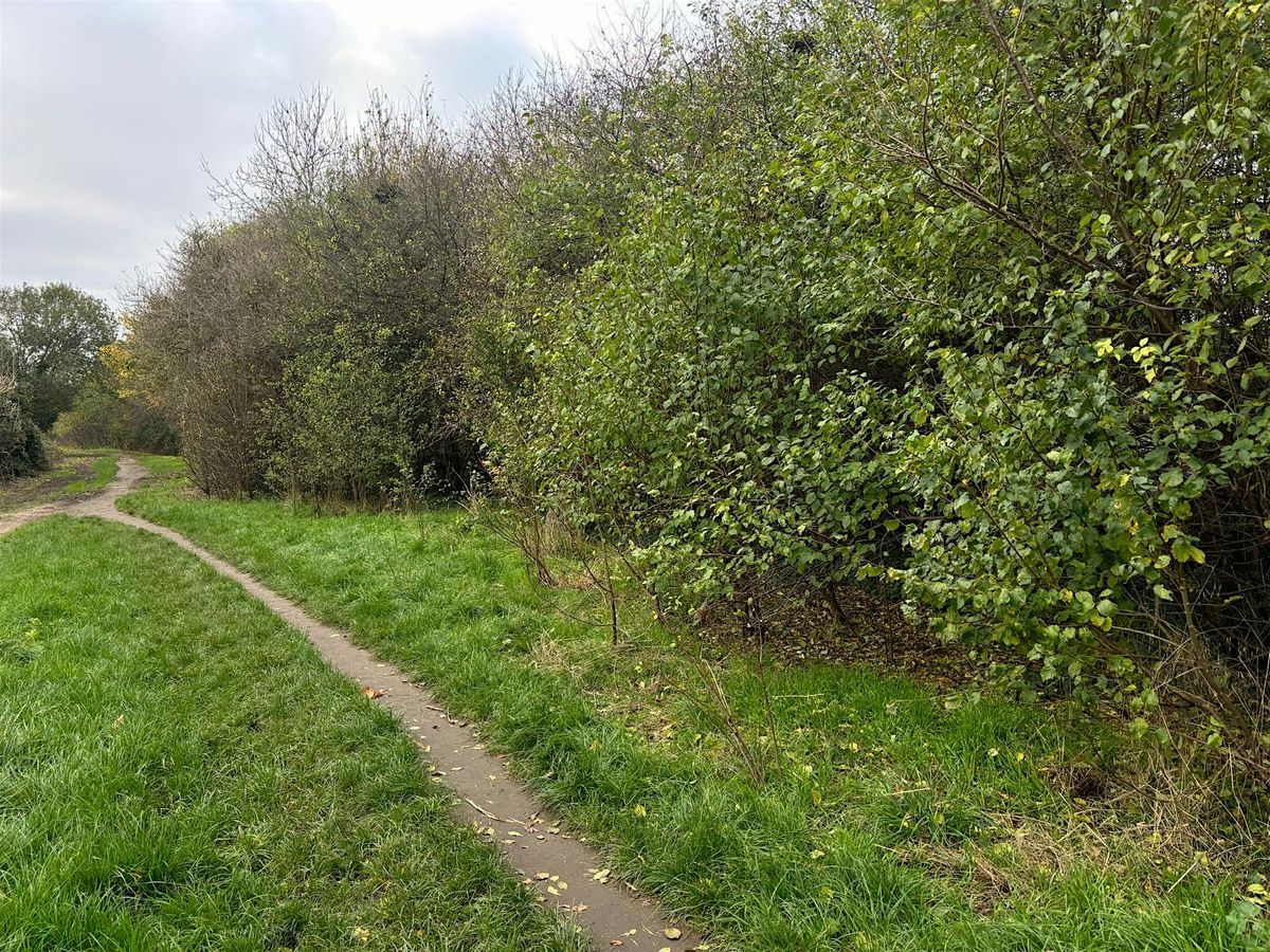 The Conservation Volunteers - Ham Lands Woodland & Scrub Management