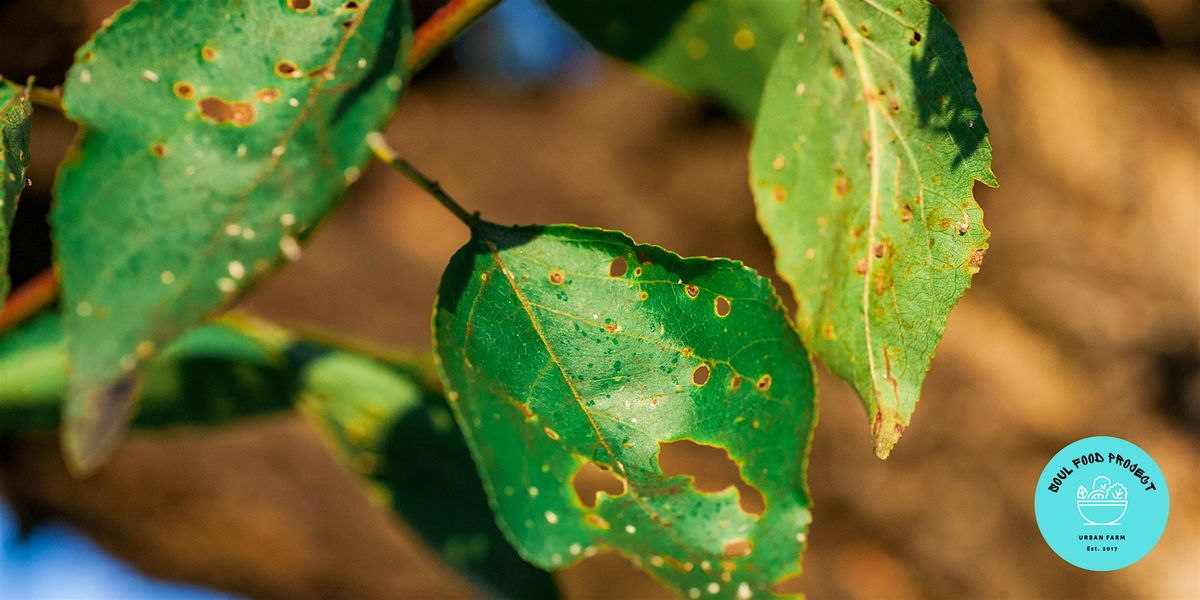 How To Identify Garden Pests [Free Workshop]