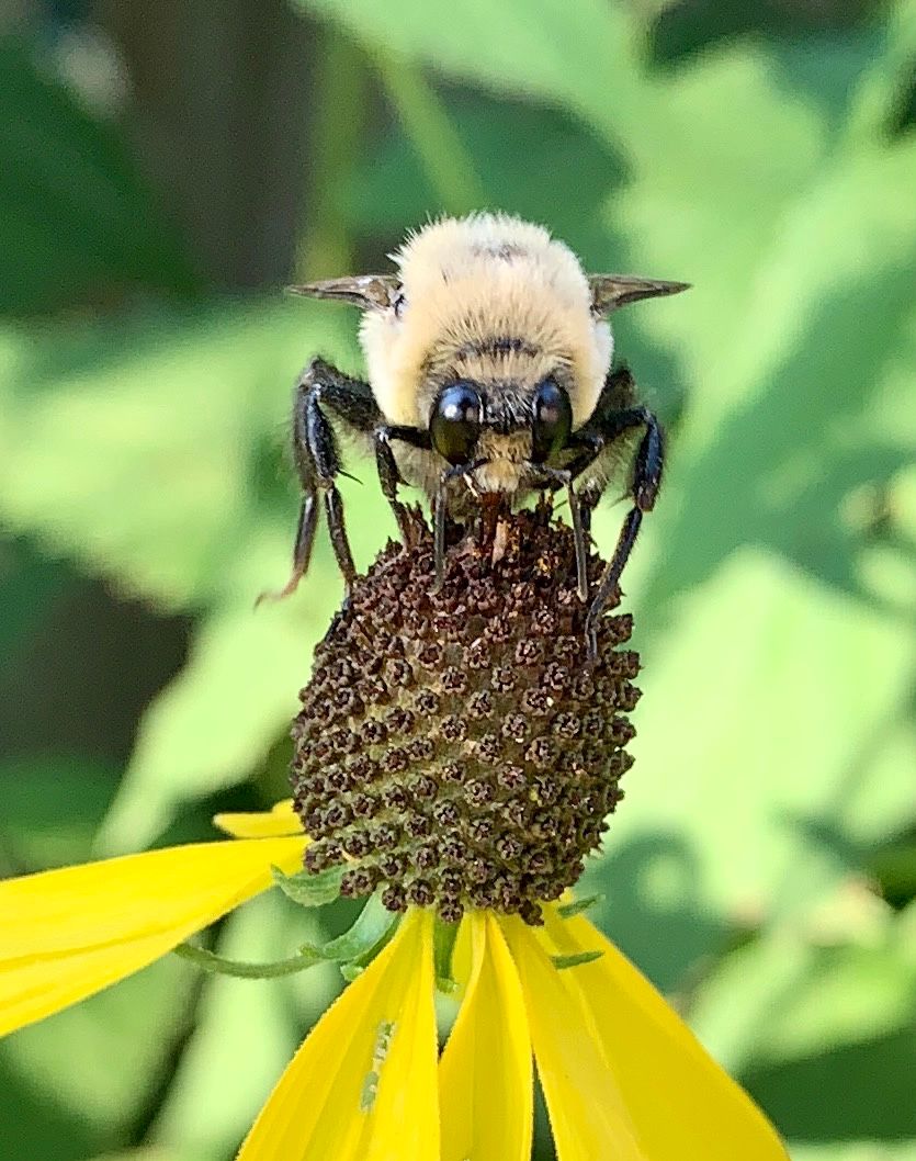 The Buzz on Bees with Taylor Kerekes