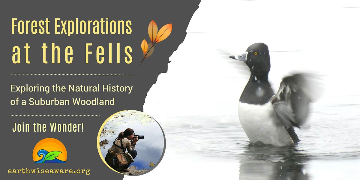 Fall Forest Explorations