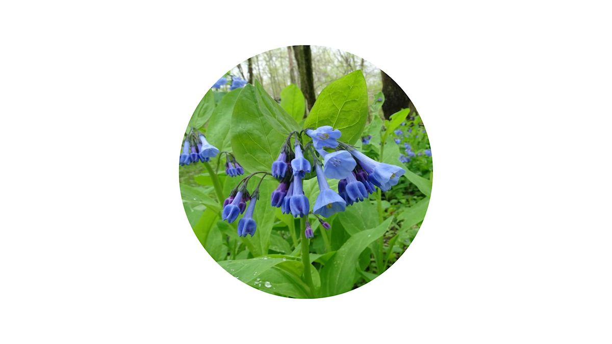 Spring Wildflower Walk at Blandy