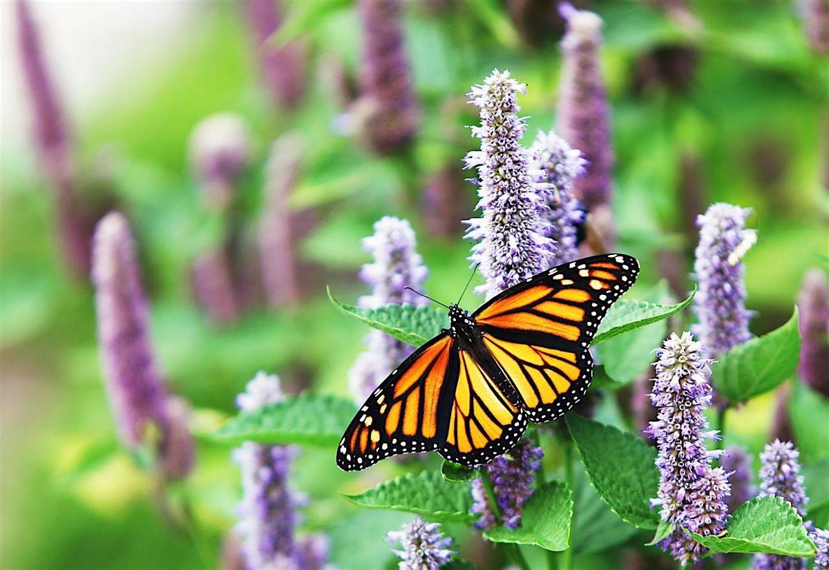 Monarch Butterfly Roundtables - Technology & Land Development