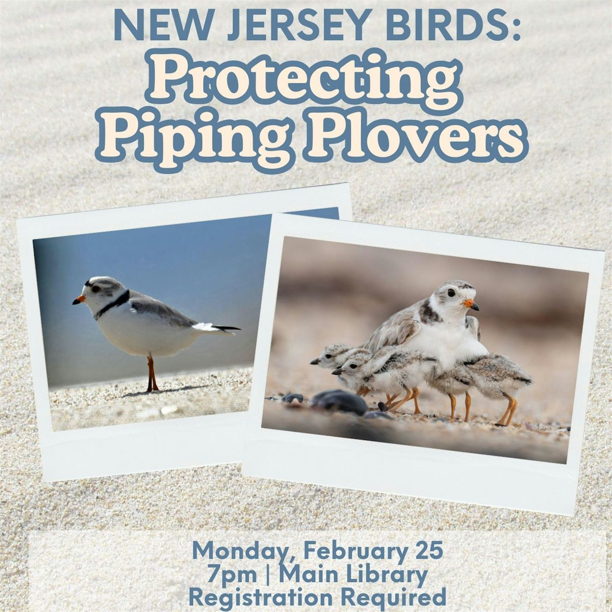 New Jersey Birds: Protecting the Piping Plovers