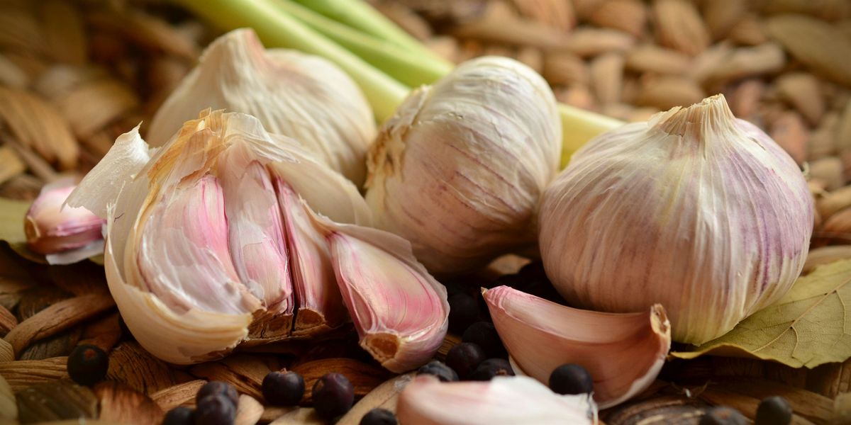 Growing Great Gourmet Garlic!