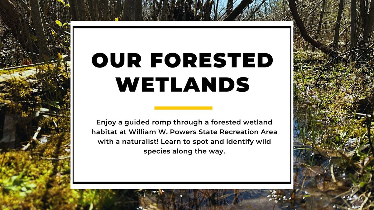 Our Forested Wetlands | Guided Hike