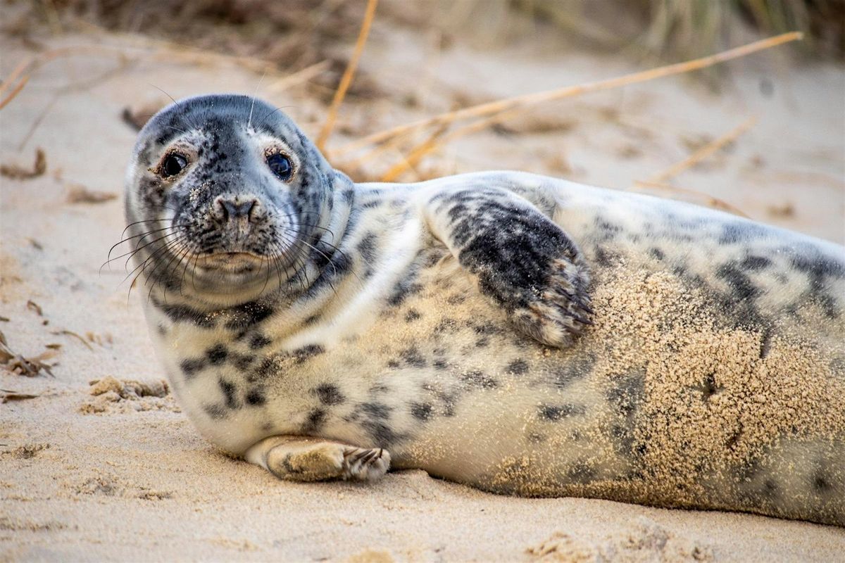 Baby SEALS Day Trip  by Coach Our most Popular Event on Meetup.com