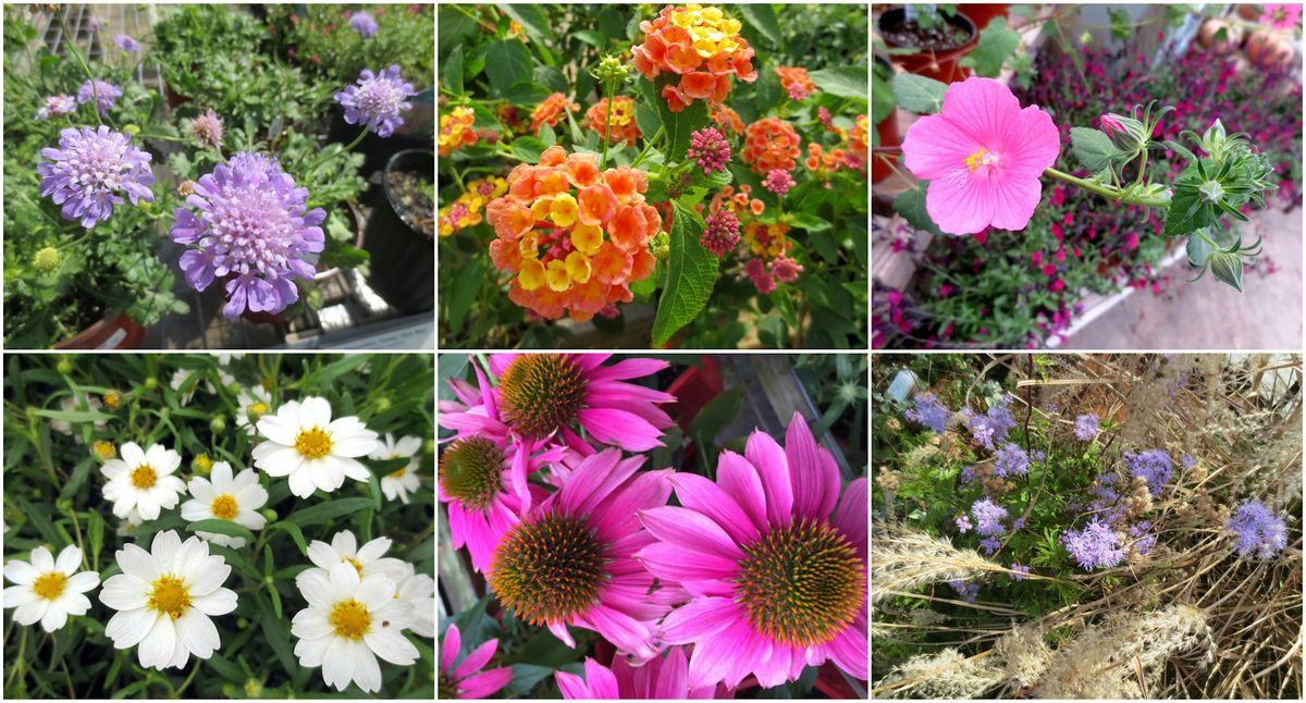 The Texas Tried & True: Proven Perennials for Fall
