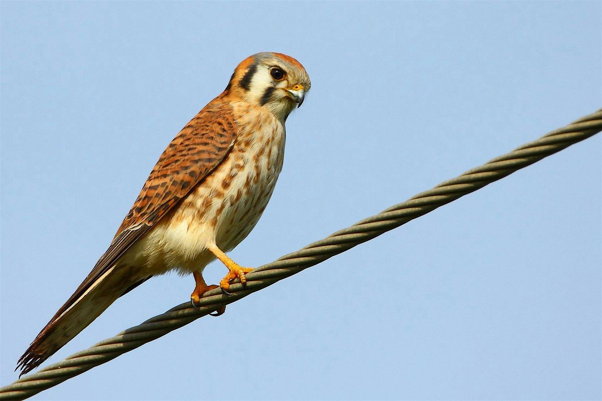 First Day of Spring Beginners\u2019 Bird and Plant Identification Walk