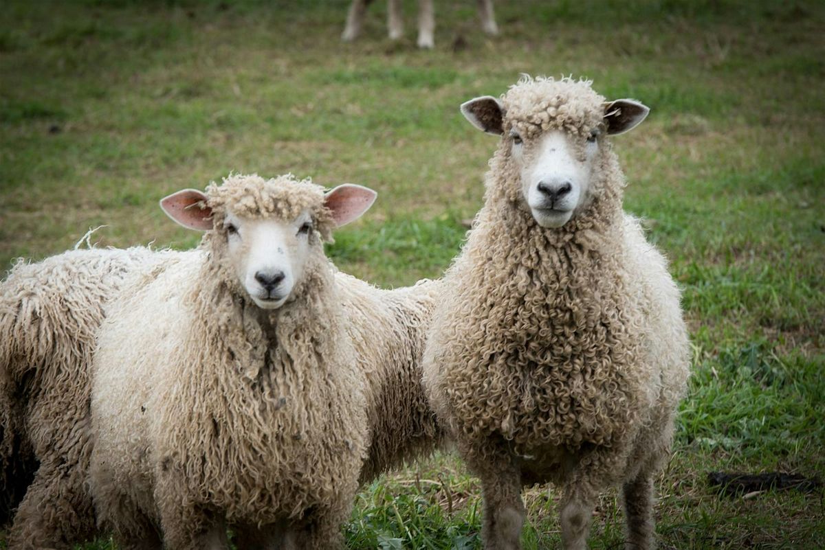 Spring Shearing Session