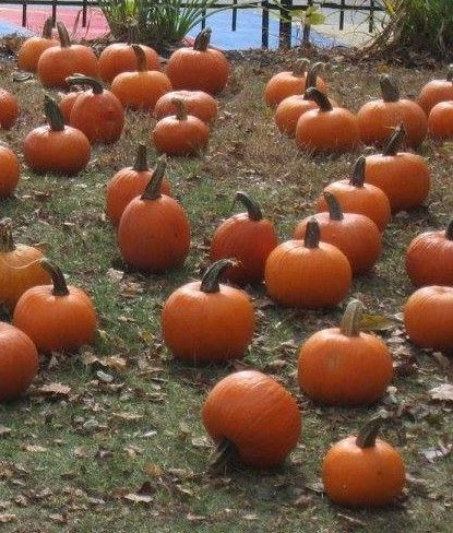 Rochester Main Street  Pumpkin Patch & Costume Drop off